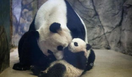 熊猫爬树视频